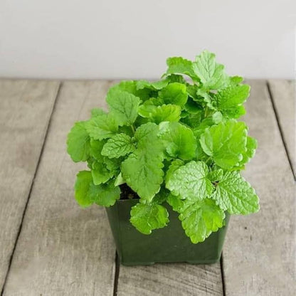 Lemon Balm (Melissa officinalis) Fragrant Herb / Flower Seeds