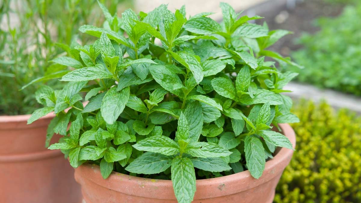 さわやかな緑のミントの種 簡単に植えられる 有機庭園の種 – Pure Asia