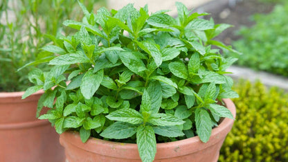 Refreshing Green Mint Seeds for Easy Planting