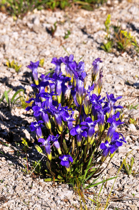 Fringed Gentian Gentiana Crinita Gentianopsis Native Herb Blue Purple Flower Seeds heirloom non-gmo organic garden seeds