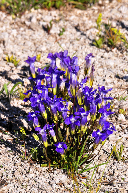 Fringed Gentian Gentiana Crinita Gentianopsis Native Herb Blue Purple Flower Seeds heirloom non-gmo organic garden seeds