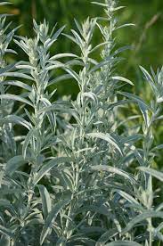 Prairie Sage (Wormwood / Fringed Sagebrush / Sagewort) Artemisia Ludoviciana Flower Seeds