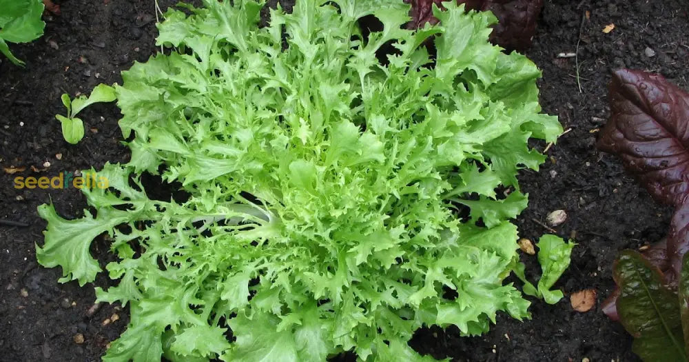 Frisã©E Endive Seeds: Planting Guide For Successful Growth heirloom non-gmo organic garden seeds