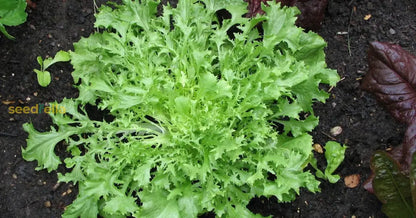 Frisã©E Endive Seeds: Planting Guide For Successful Growth heirloom non-gmo organic garden seeds