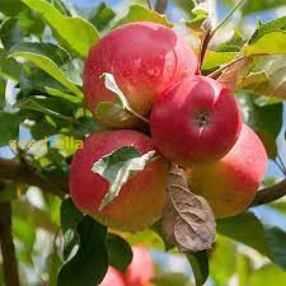 Apple Fruit Seeds for Planting - Red & Green Varieties
