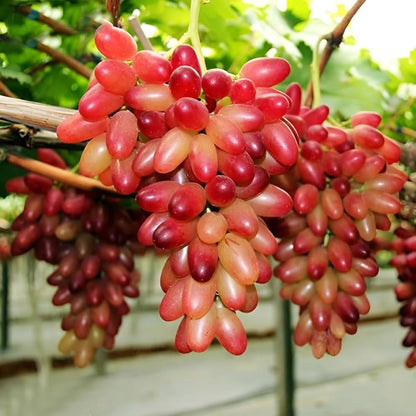 Grape Fruit Seeds for Planting Red & Green Varieties