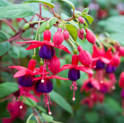 Fuchsia Flower seeds for Planting - Vibrant Colors, Heirloom & GMO Free Seeds for Home Garden