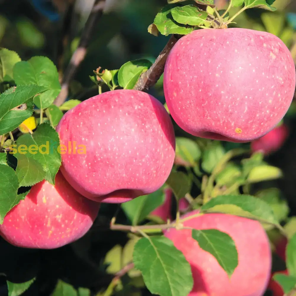 Fuji Apple Seeds For Planting Grow Sweet, Juicy Apples At Home heirloom non-gmo organic garden seeds