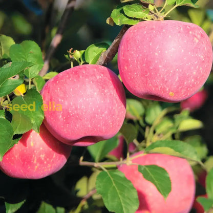 Fuji Apple Seeds For Planting Grow Sweet, Juicy Apples At Home heirloom non-gmo organic garden seeds