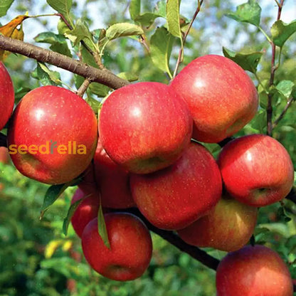 Fuji Apple Seeds for Planting Grow Sweet, Juicy Apples at Home