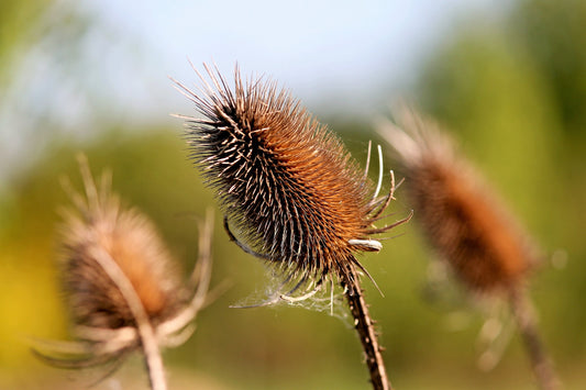 Fuller'S Teasel Dipsacus Sativus Indian Teasel White Flower Herb Seeds heirloom non-gmo organic garden seeds