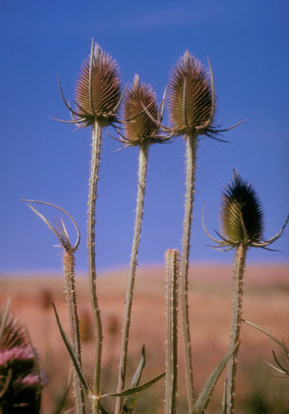 フラーズオニノゲシ（Dipsacus sativus）インドオニノゲシ 白花 薬草の種