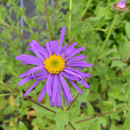 Aster Frikartii  Flower Seeds
