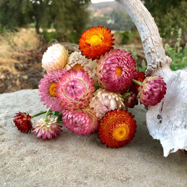 Straw flower Seeds