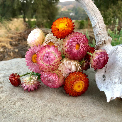 Straw flower Seeds