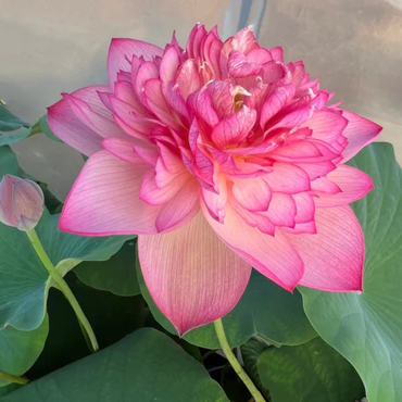 Double Petal Lotus Seeds – Heavy Bloom Aquatic Plant for Stunning Garden Ponds