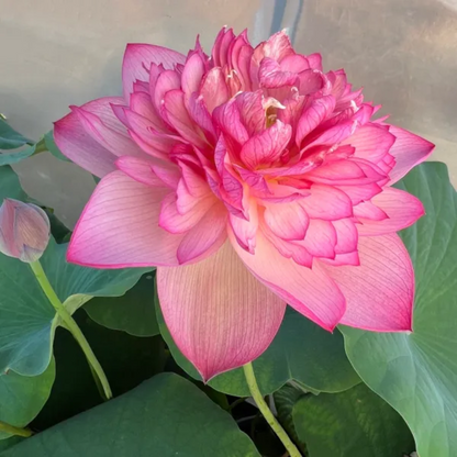 Double Petal Lotus Seeds – Heavy Bloom Aquatic Plant for Stunning Garden Ponds