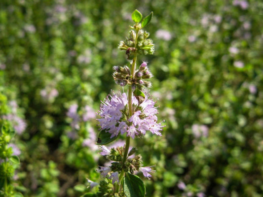Pennyroyal Flower seeds for Planting Sun Loving Heirloom & GMO Free Seeds for Home Garden
