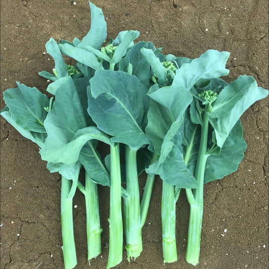 Broccoli Gai Lan Vegetable Seeds