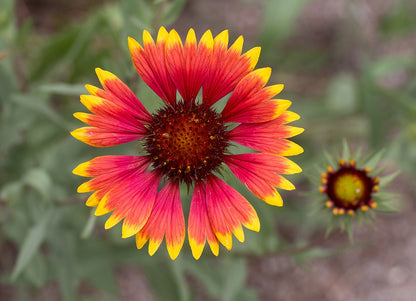 Non-GMO Gaillardia flower seeds for planting