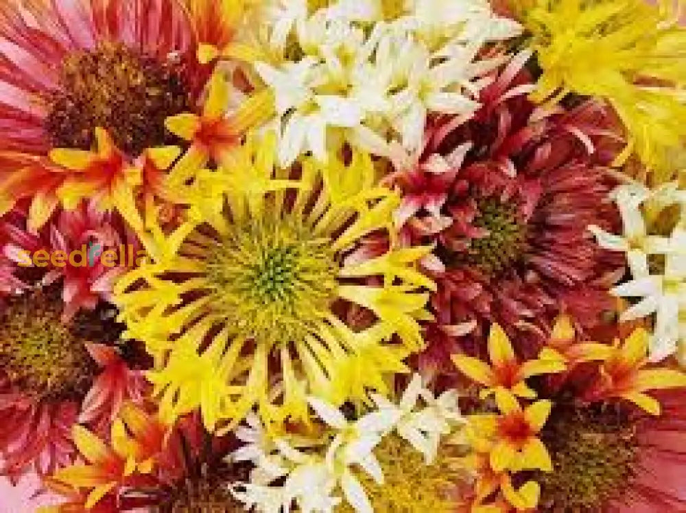 Gaillardia Lorenzania Mixed Flower Planting Seeds