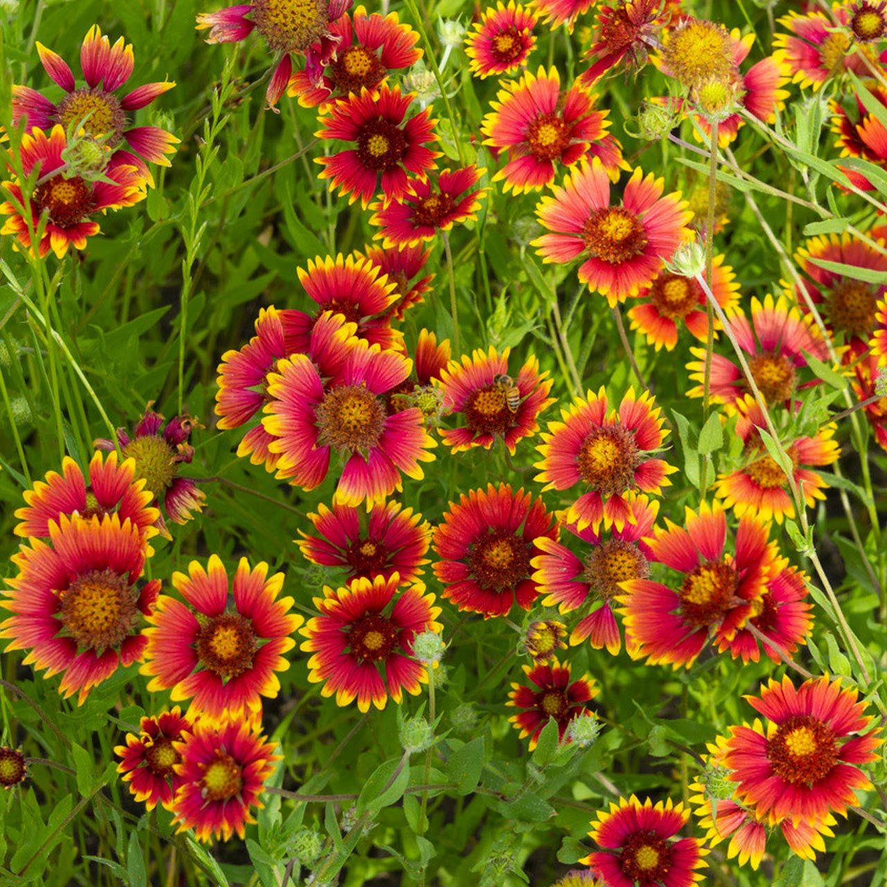 Gaillardia seeds for colorful garden planting