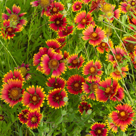 Gaillardia seeds for colorful garden planting