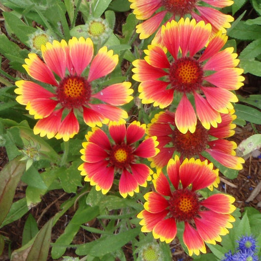 Gaillardia Grandiflora Blanketflower Seeds