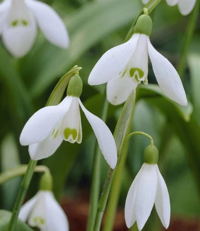 Snowdrop Flower Seeds