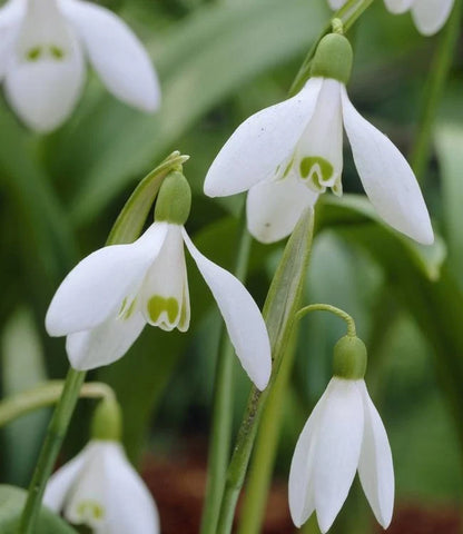 Snowdrop Flower Seeds