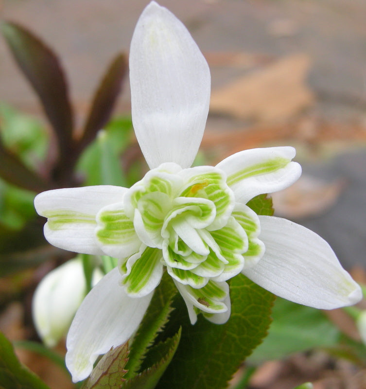 希少な香りのスノードロップ（Galanthus nivalis 'Flore Pleno'）花の種まき用 - 庭園の人気品種、伝統種子、遺伝子組み換えなしの家庭用庭園種子