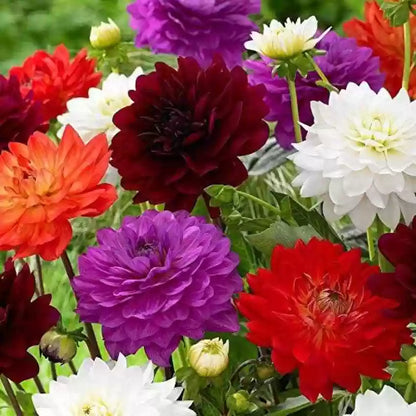 Bedding Flowers Growing in a Garden Bed