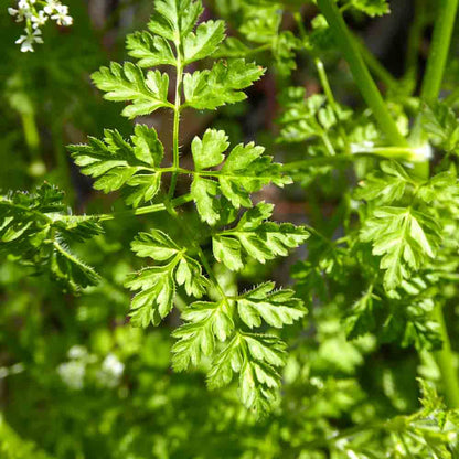 Garden Chervil (Anthriscus cerefolium) Gourmet Parsley Herb Flower Seeds