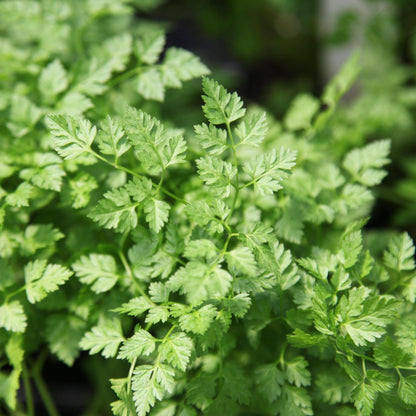 Garden Chervil (Anthriscus cerefolium) Gourmet Parsley Herb Flower Seeds