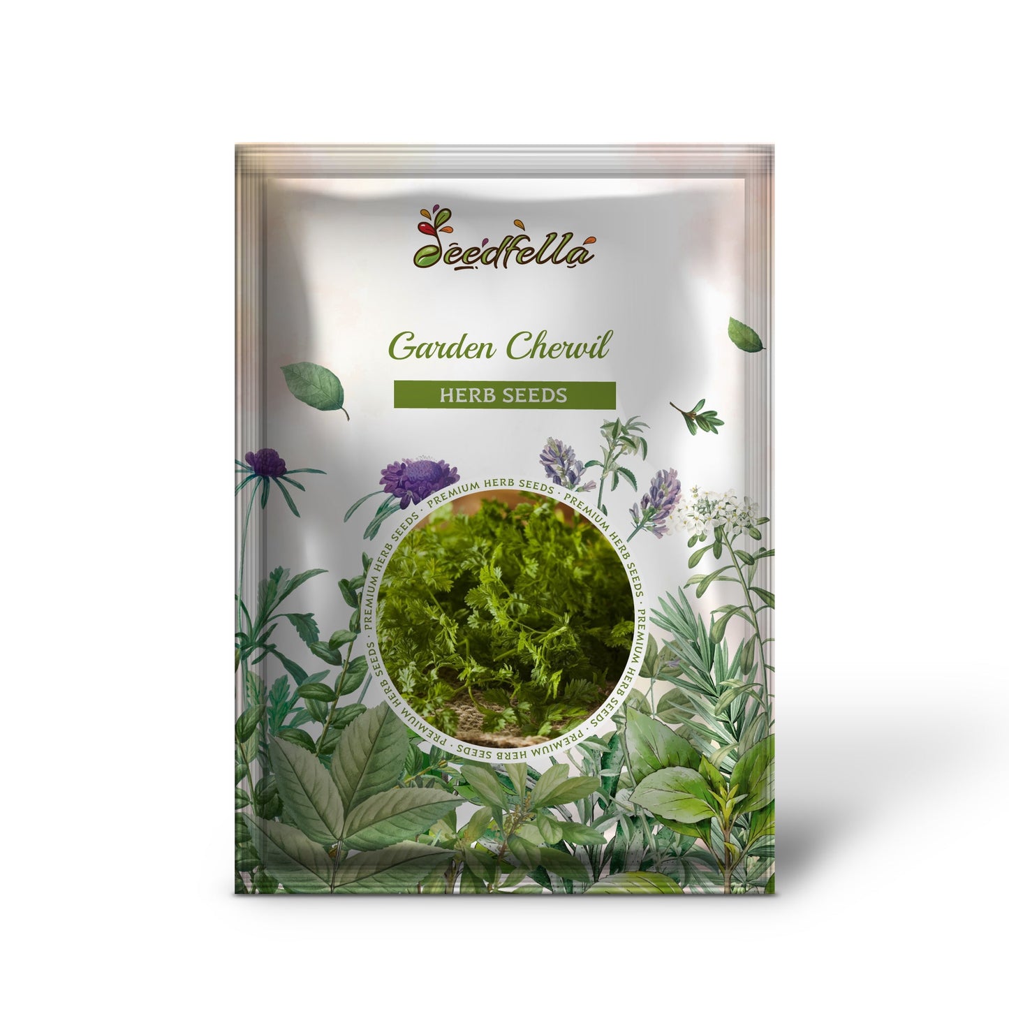 Garden Chervil (Anthriscus cerefolium) Gourmet Parsley Herb Flower Seeds