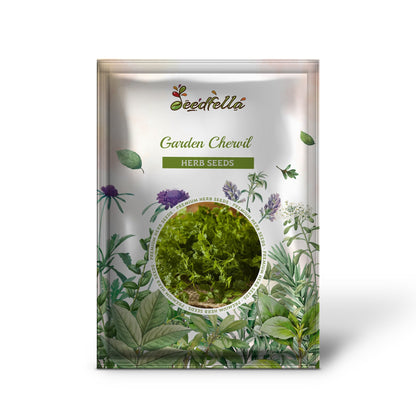 Garden Chervil (Anthriscus cerefolium) Gourmet Parsley Herb Flower Seeds