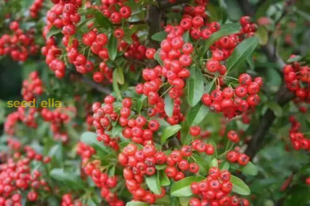 Red Firethorn Fruit Planting Seeds for Vibrant Garden Growth - Seed Ideal for Ornamental
