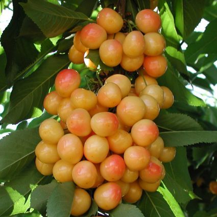 Rainier Sweet Cherry Seeds for Planting Grow Your Own Fruit