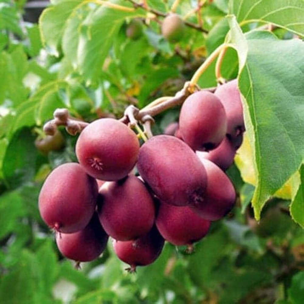 Red Heart Kiwi Seeds for Planting Grow Your Own Exotic Kiwi Fruit