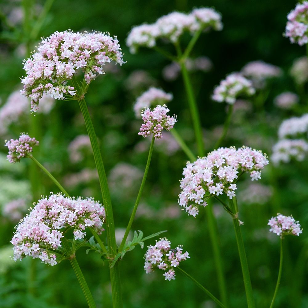 Valerian (Garden Heliotrope / Heal All) (Valeriana officinalis) Herb Flower Seeds