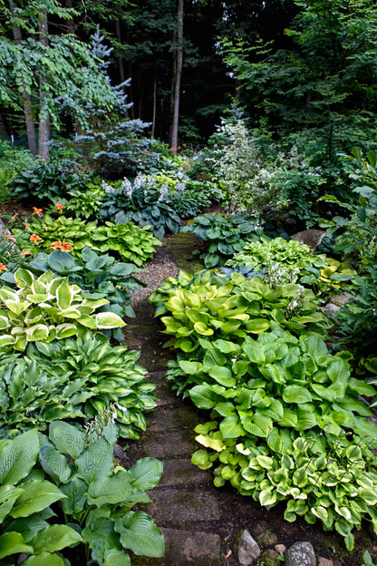Hosta Seeds Mixed Colors Herb Seeds