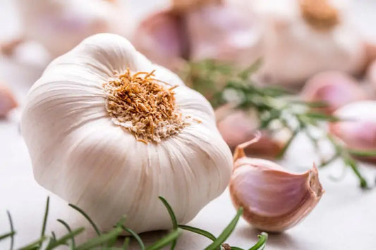 Nutritious Garlic Seeds For Growing Flavorful Vegetables heirloom non-gmo organic garden seeds