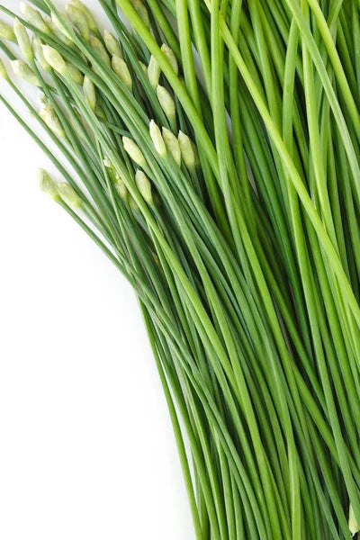Chinese Leek (Oriental Garlic / Garlic Chives / Chinese Chives / Flat Chives) Allium tuberosum Vegetable Seeds
