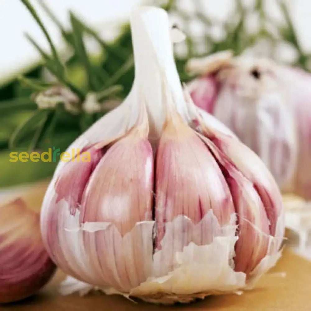 Plant Dark Blue Garlic Vegetable Seeds For Unique And Flavorful Gardens heirloom non-gmo organic garden seeds