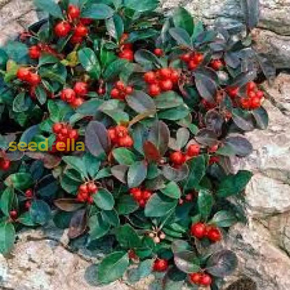Red Wintergreen Fruit Planting Seeds for Perennial Gardens Grow Edible Red Berries