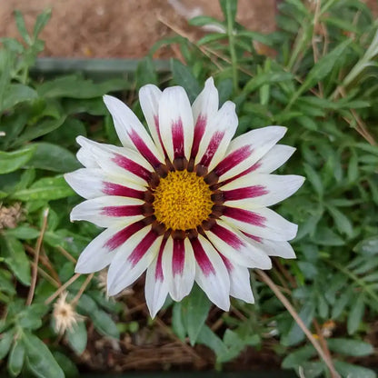 Gazania Flower Close-Up  White and Purple Petal Details