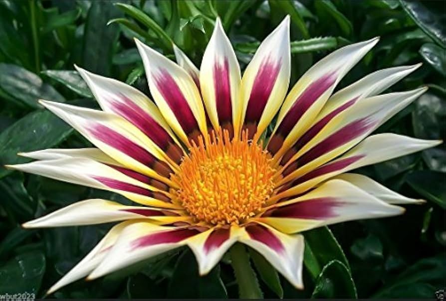 Gazania Garden Display  Bright White and Purple Blooms