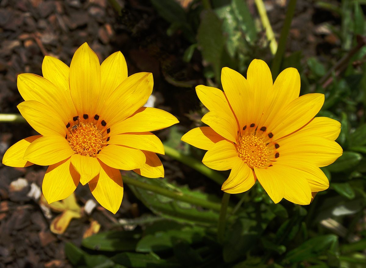 Gazania Flowers Growing in Garden Bed