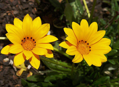 Gazania Flowers Growing in Garden Bed