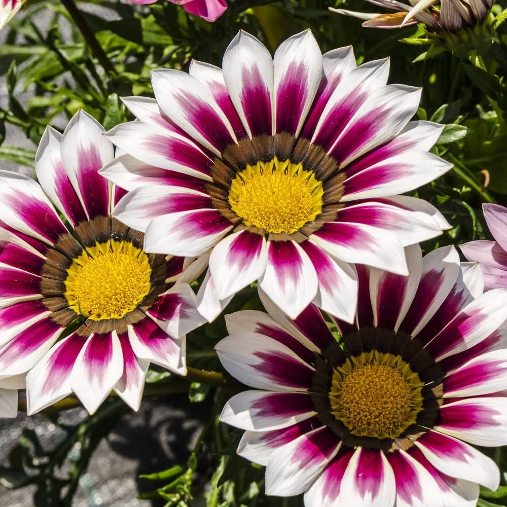 Gazania White and Purple Flower Seeds for Planting  Dazzling Garden Blooms